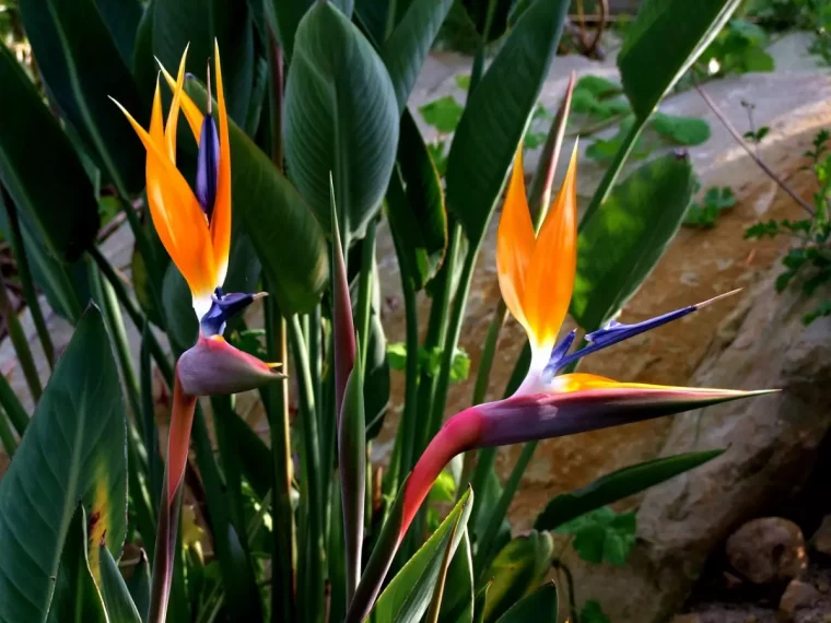 deux fleurs du paradis dans un jardin sur fond de leur feuillage vert