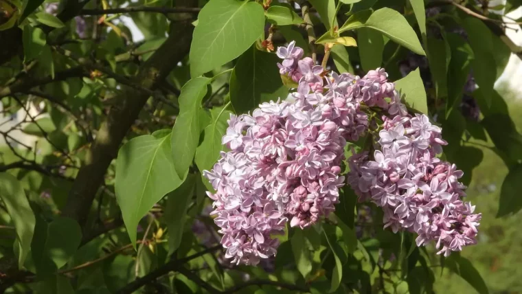 deux grandes fleurs de lilas couleur rose pastel