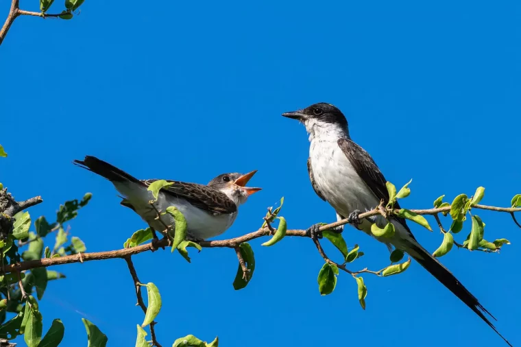 deux hirondelles sur une branche d arbre sur fond de ciel bleu