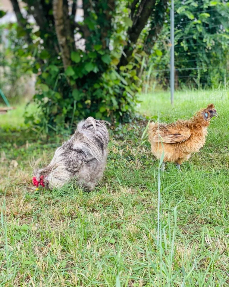 deux poules qui mangent sur une pelouse