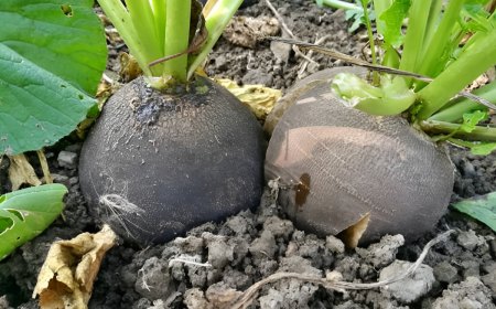 deux radis noirs gris ronds en terre