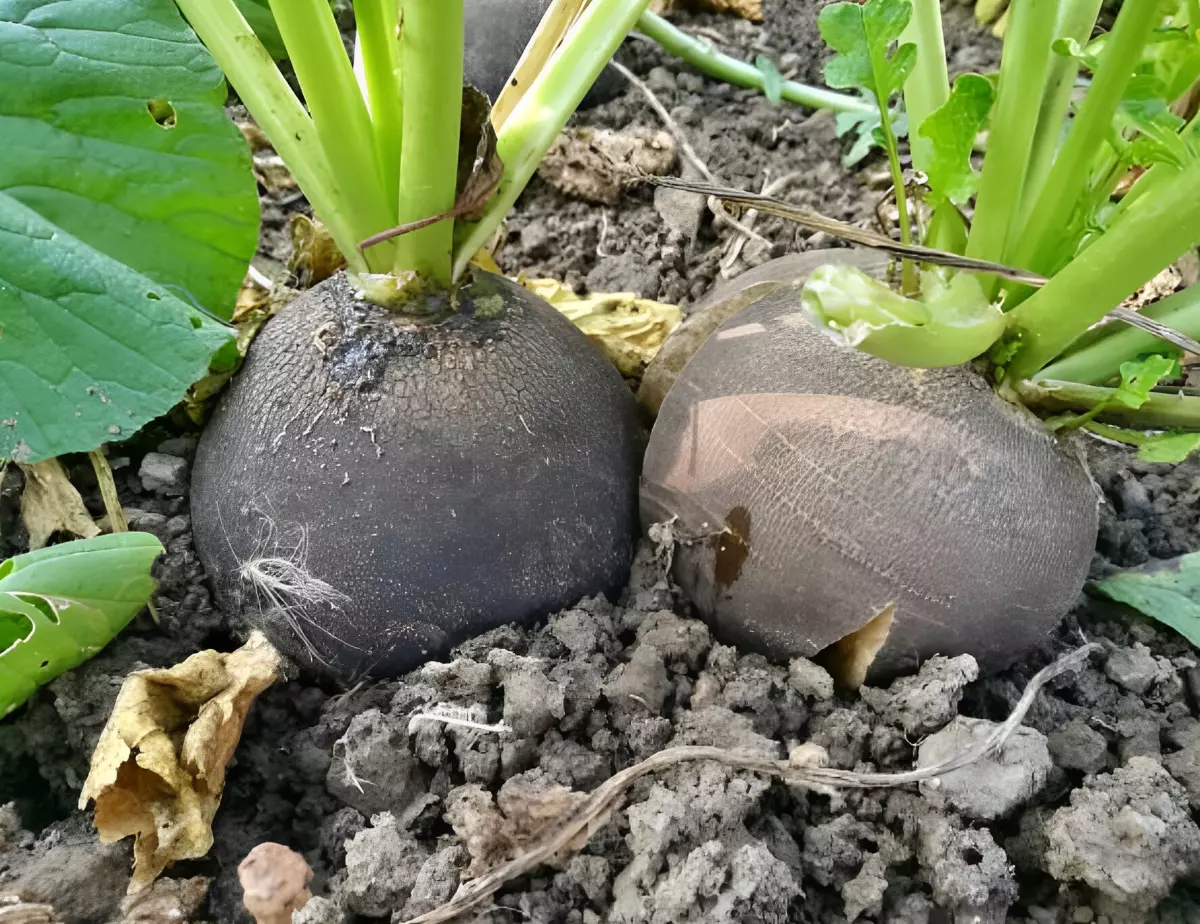 deux radis noirs gris ronds en terre