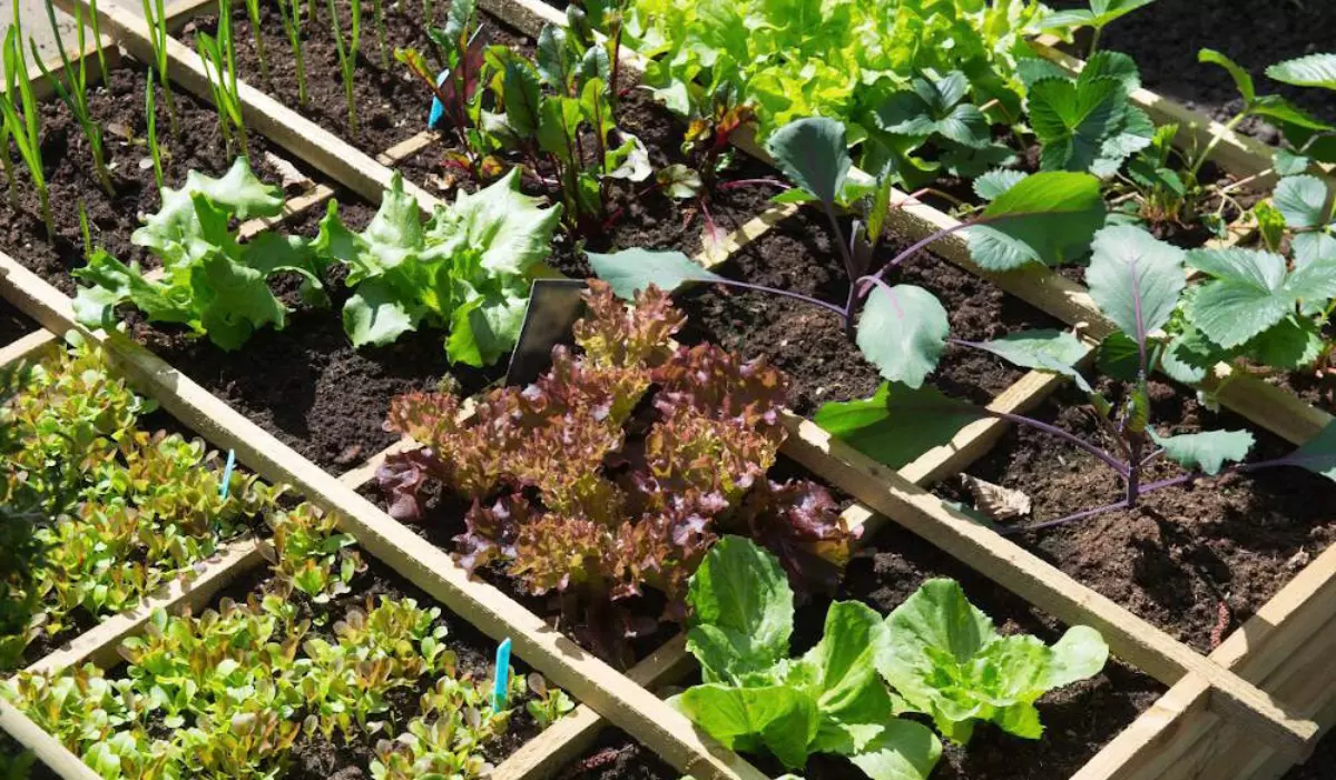 differentes varietes de legumes a planter au potager dans un bac en bois separe en cages carrees