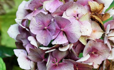 faded hydrangea petals