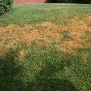 Comment faire repartir une pelouse brûlée par le soleil ?