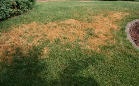 dommages pelouse brulée par le soleil exemple sauver une pelouse degarnie