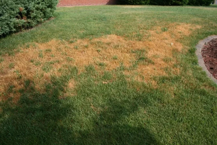 dommages pelouse brulée par le soleil exemple sauver une pelouse degarnie