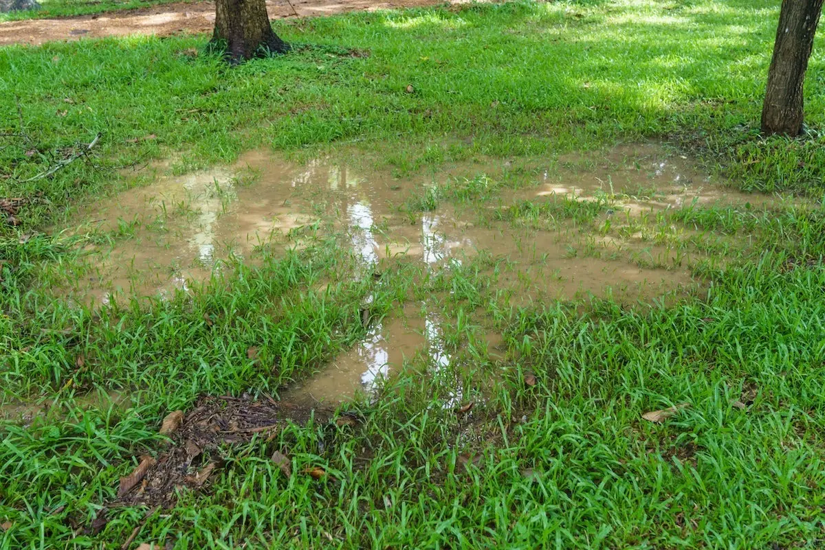 eau gazon terre pelouse arbres probleme drainage sol lumiere soleil