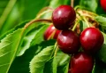 Comment faire sortir les vers dans les cerises ? Une astuce de grand-mère