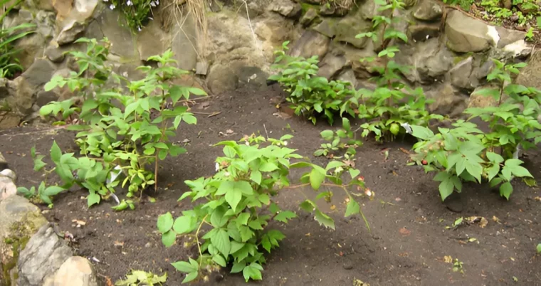 emplacements des framboisiers et l espacement correcte entre les plants