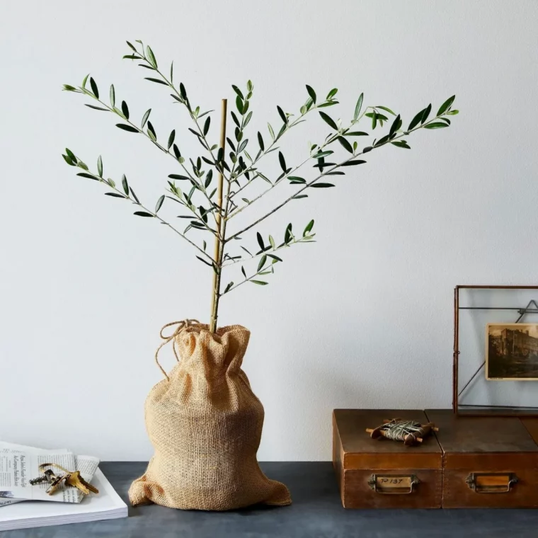 engrais naturel pour olivier en pot soins a apporter