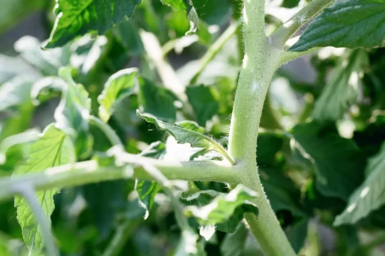 enlever les gourmands de tomate pour faire murir plus vite