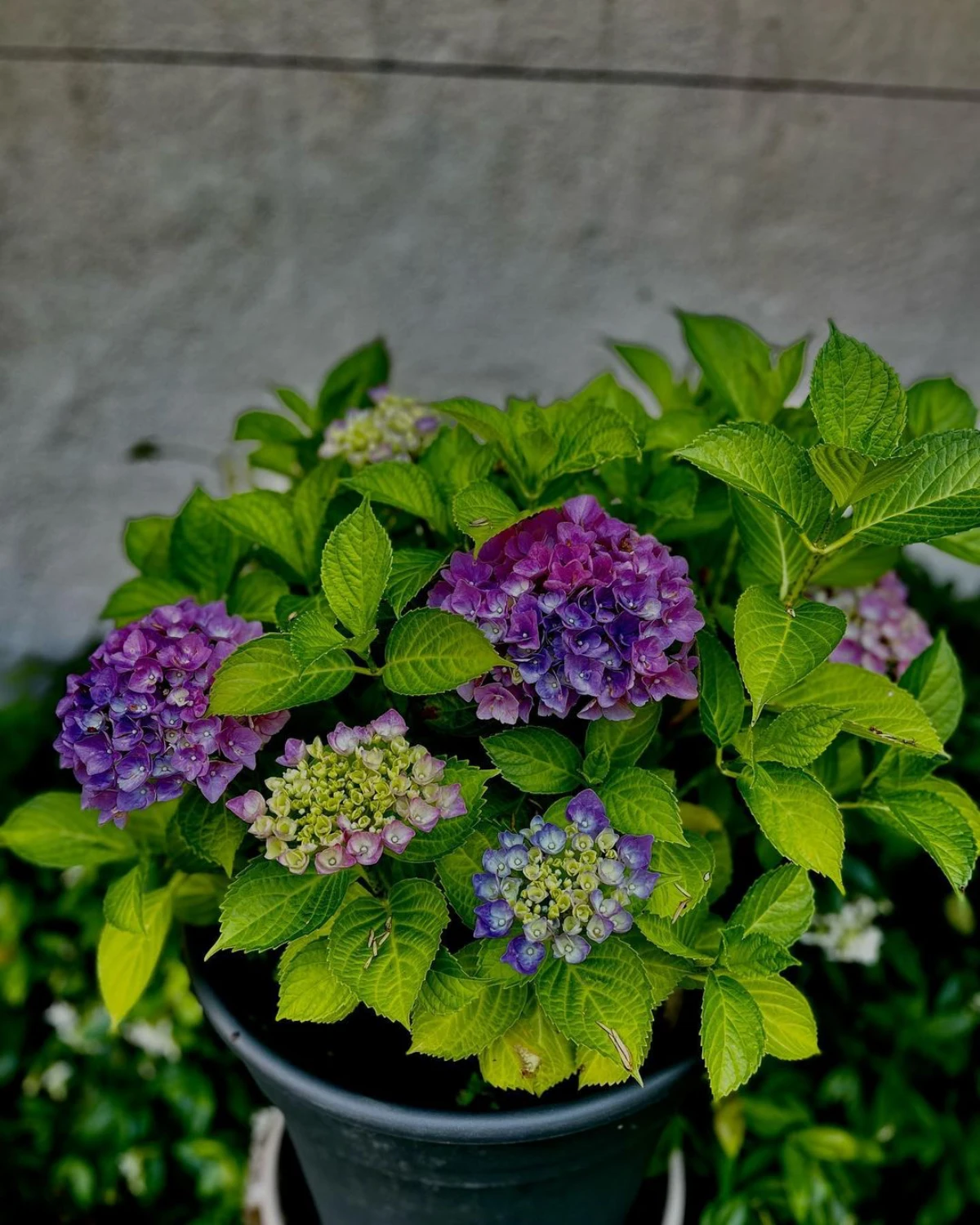 entretien de l hortenisa en pot fleurs violettes feuilles vertes