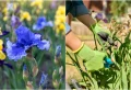 Entretien des iris après floraison : Ce qu’il faut savoir