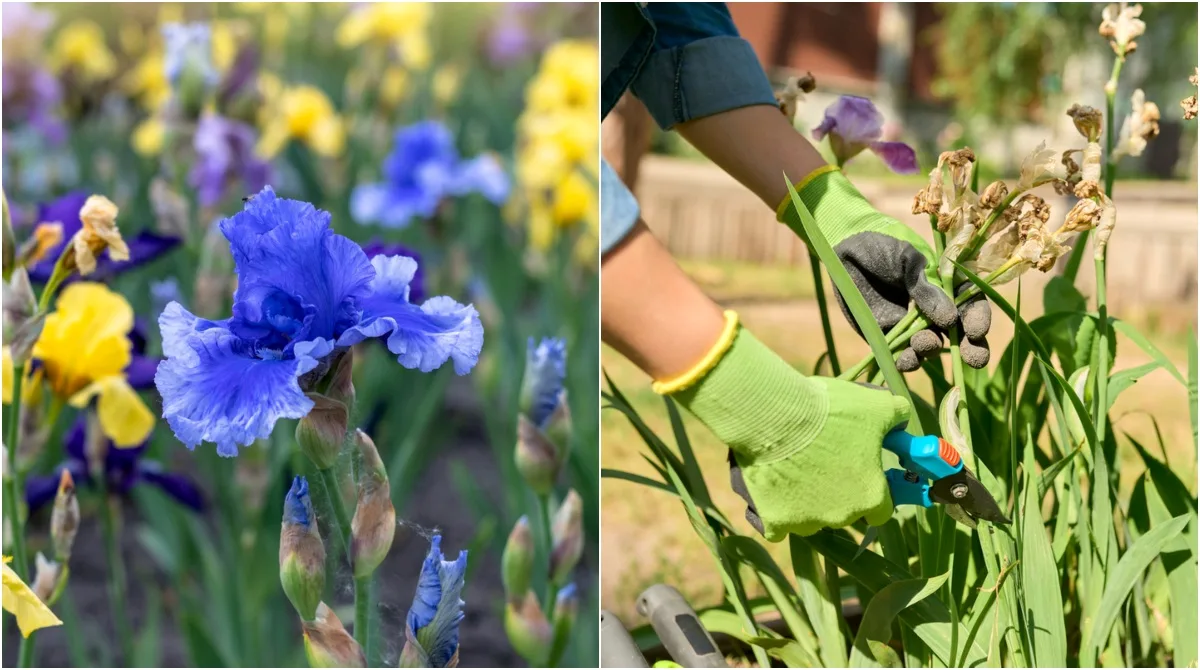 entretien des iris apres floraison quand comment tailler les fleurs