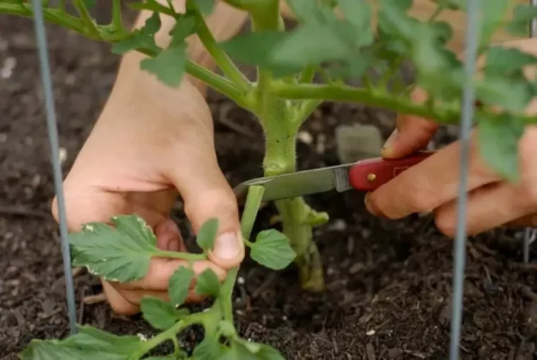 entretien des plant de tomate enlevement dune feuille