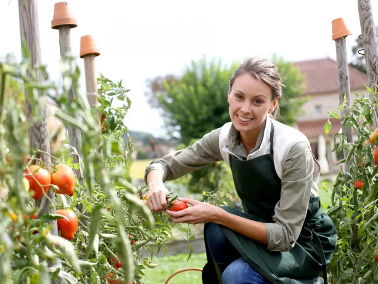 entretien des tomates en juillet dans le jardin jeunefemme pred dun pied de tomates