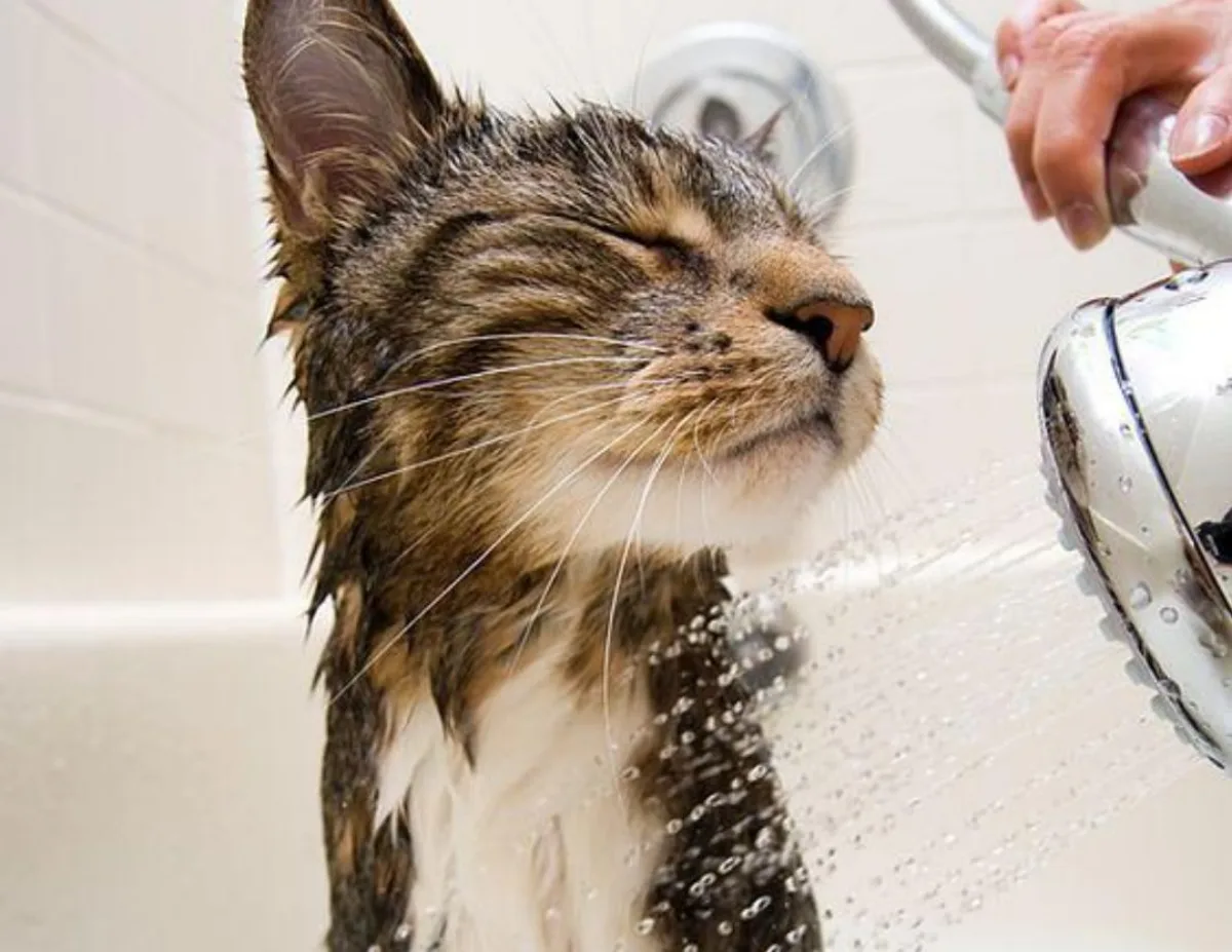 est ce qu un bain peut eliminer les puces du chat