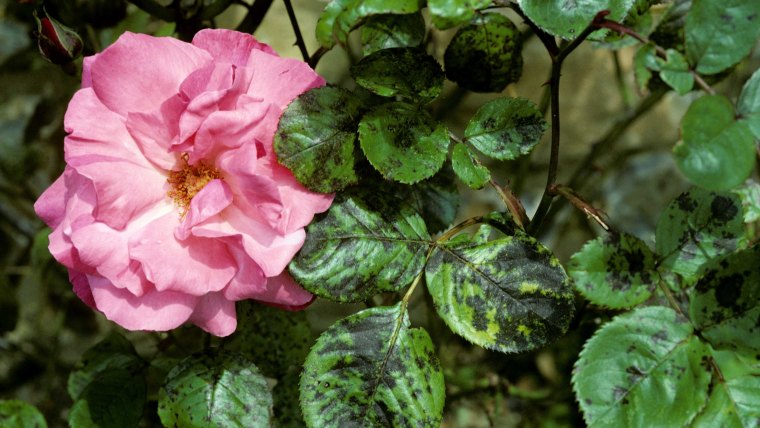 rose black spot (diplocarpon rosae) on rose leaves