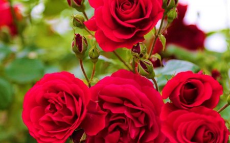 exposition rosier et entretien pour faire fleurir un arbuste fleuri