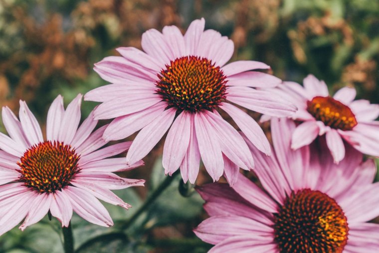 échinacée pour massif de fleur persistant plantes à longue floraison abondante