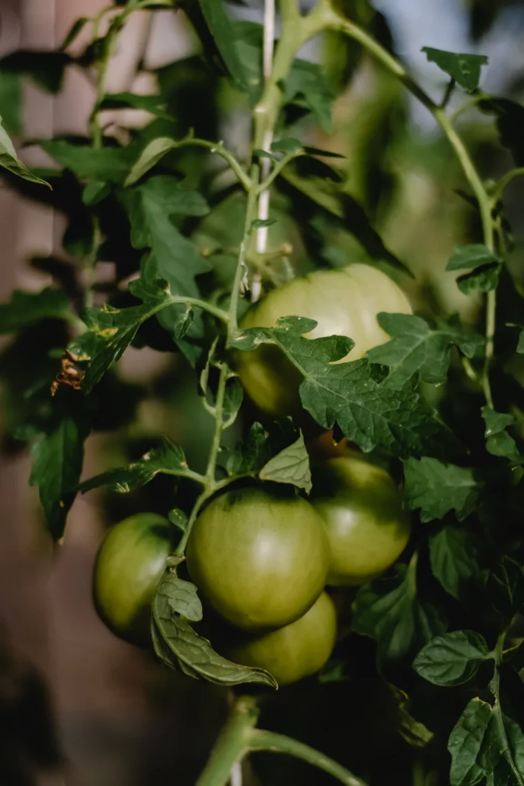 faire les tomates murir plus vite astuces pratiques tomates encore vertes