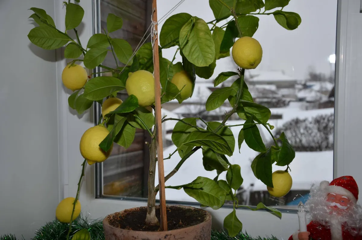 faire pousser un citronnier à partir d'un citron dans la maison citronnier alafenetre pere noel