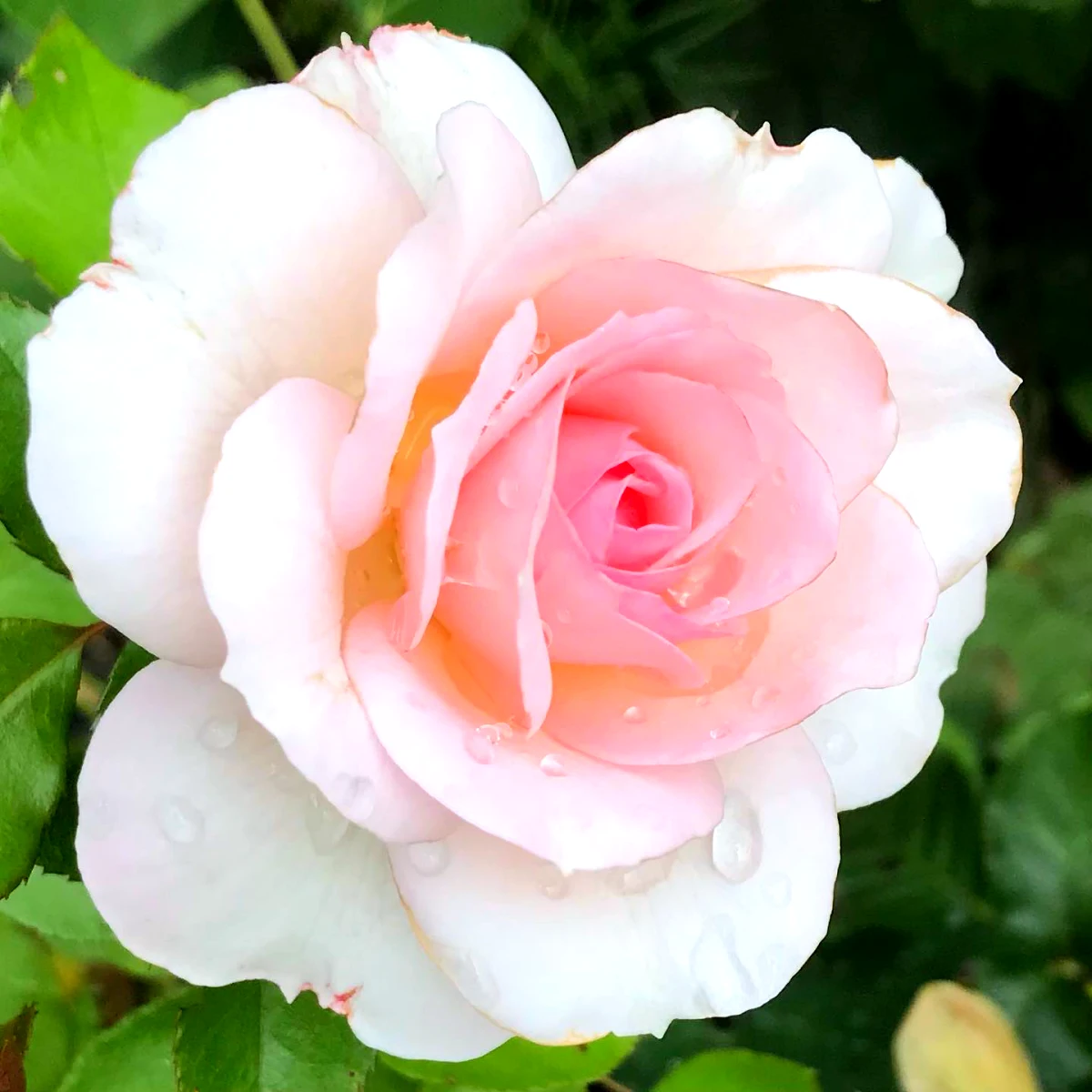 faire pousser un rosier a partir d une banane fleur rose pale feuilles vertes