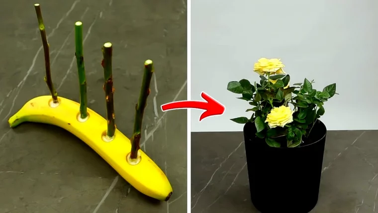 faire une bouture de rosier dans une banane