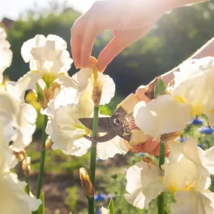 Entretien des iris après floraison : Ce qu'il faut savoir