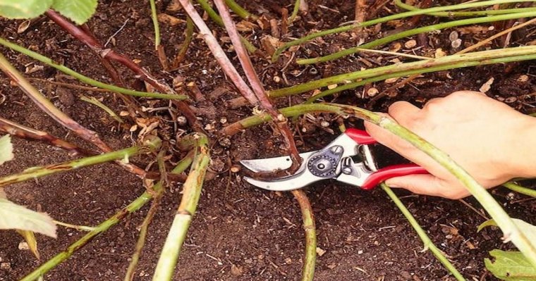 faut il couper les rejets des framboisiers main coupe buisson