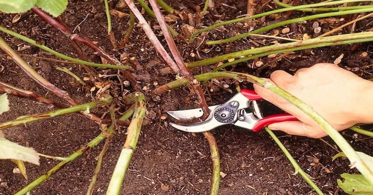 faut il couper les rejets des framboisiers main coupe buisson