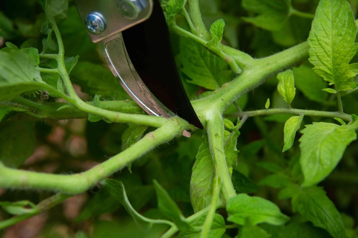 faut il couper les tomates en juin secateur feuilles vertes