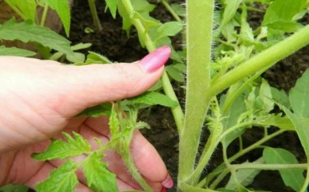 faut il enlever les feuilles du bas des tomates main aumanucure tient branche detomate