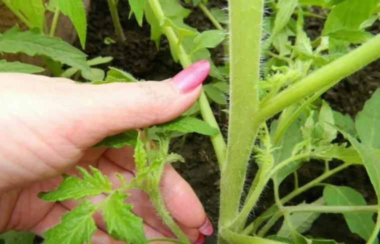 faut il enlever les feuilles du bas des tomates main aumanucure tient branche detomate