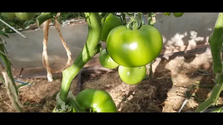 faut il retirer les feuilles des pieds de tomates fruits verts