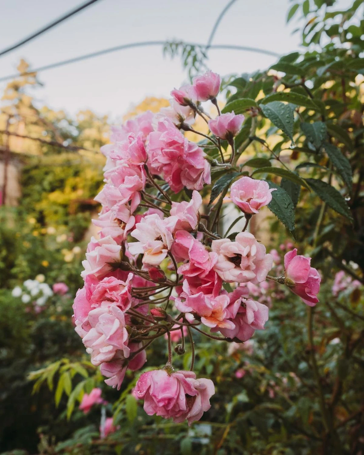faut il tailler les rosiers en ete fleurs roses jardin