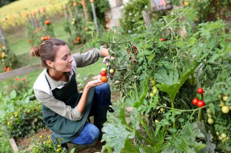 faut il tailler les tomates greffees avantages et inconvenients couv