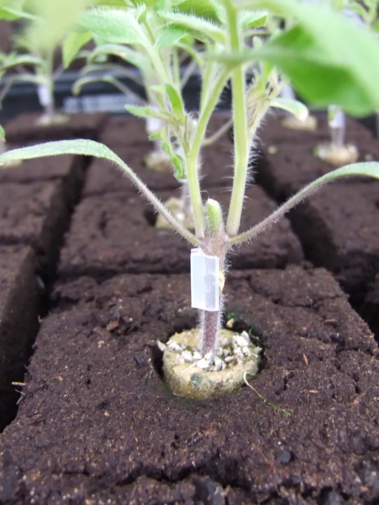 faut il tailler les tomates greffees avantages et inconvenients reel