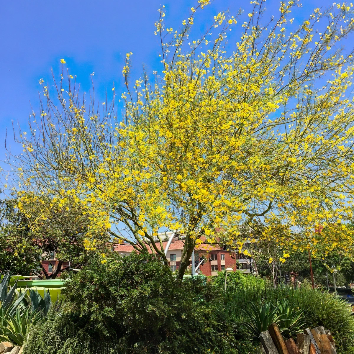 feuillage couronne jaune branches jardin arbustes plante verte facade maison
