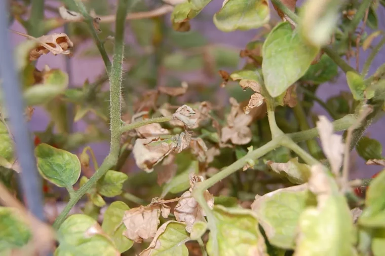 feuillage plants tomate feuilles seches brunes tiges decoloration