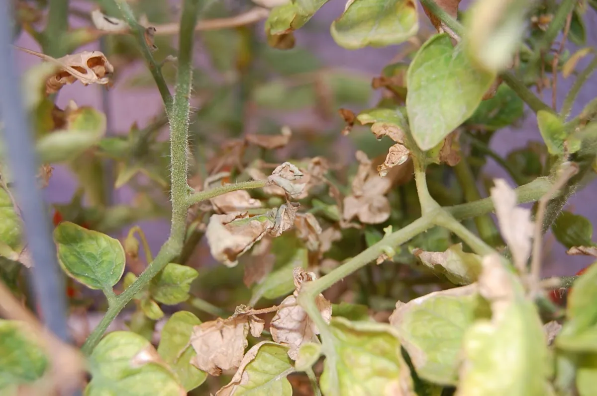 feuillage plants tomate feuilles seches brunes tiges decoloration