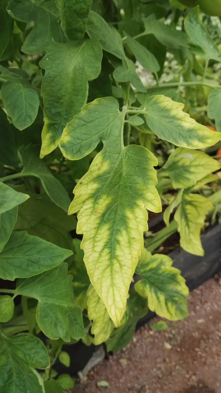 feuillage vert lignes vertes carence nutriments plants tomate