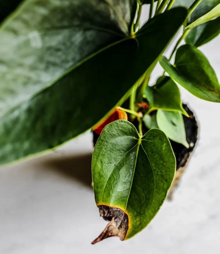 feuille vert avec bout marron comment soigner les feuilles des plants verts