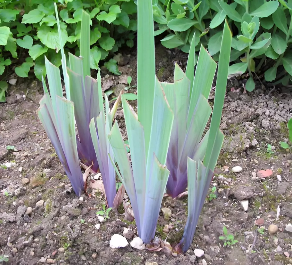feuilles d iris taillees avant la dormance
