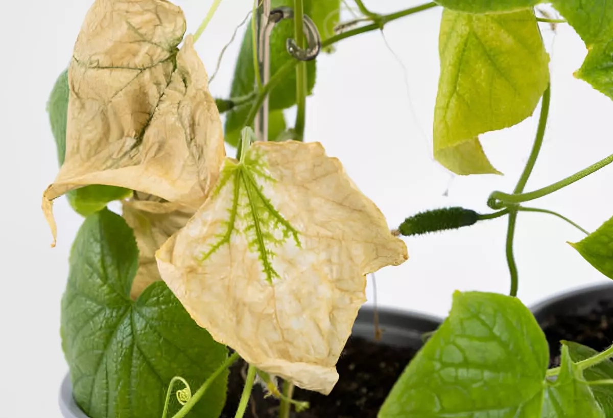 feuilles de concombre en pot dessechees et en pleine sante