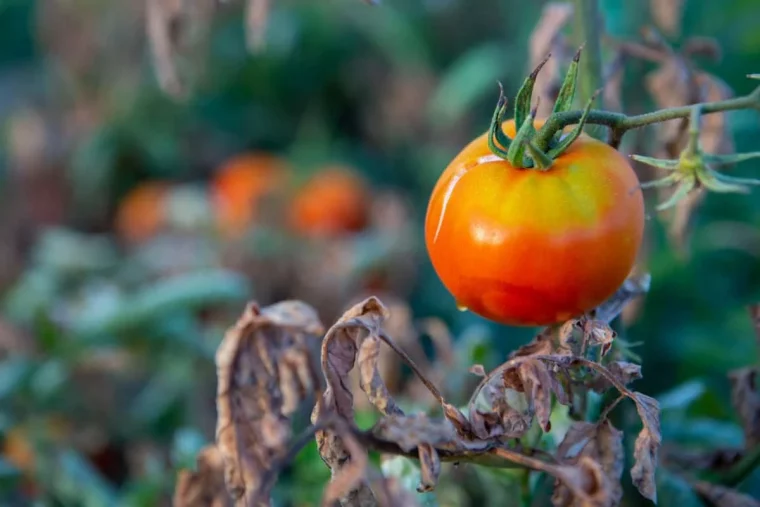 feuilles des tomates brunes et seches que faire