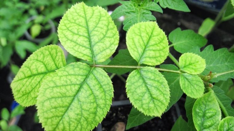 feuilles jaune pale nervures vertes comment traiter la chlorose du rosier