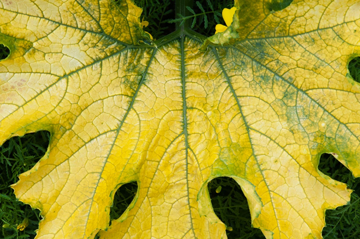 feuilles jaunes courgettes signes potager trop arrose