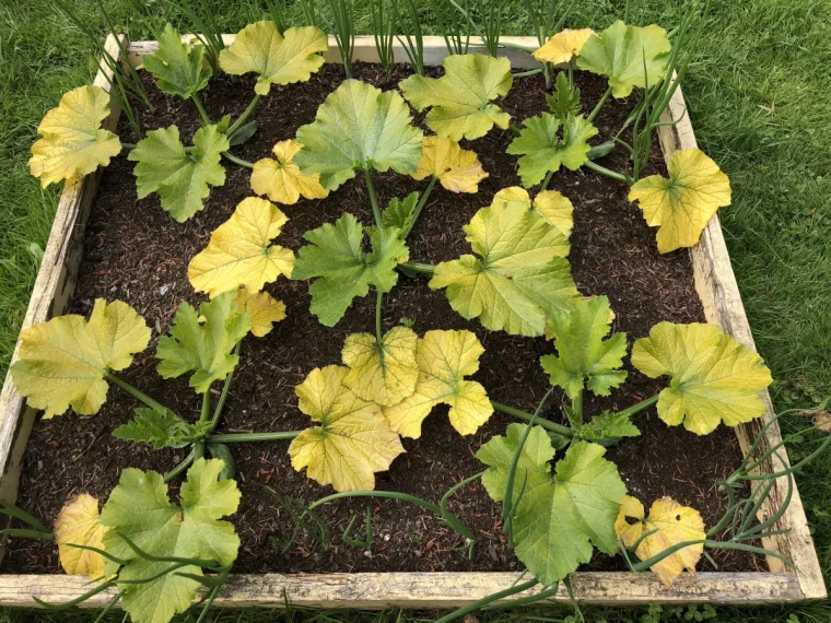 feuilles jaunes des courgettes eviter potager trop arrose